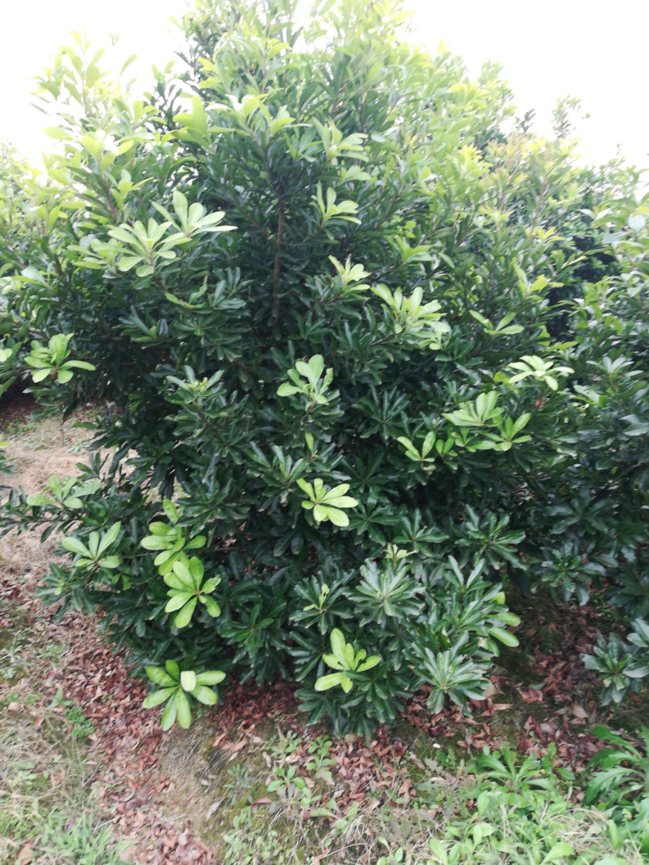 大黑炭杨梅树苗 
