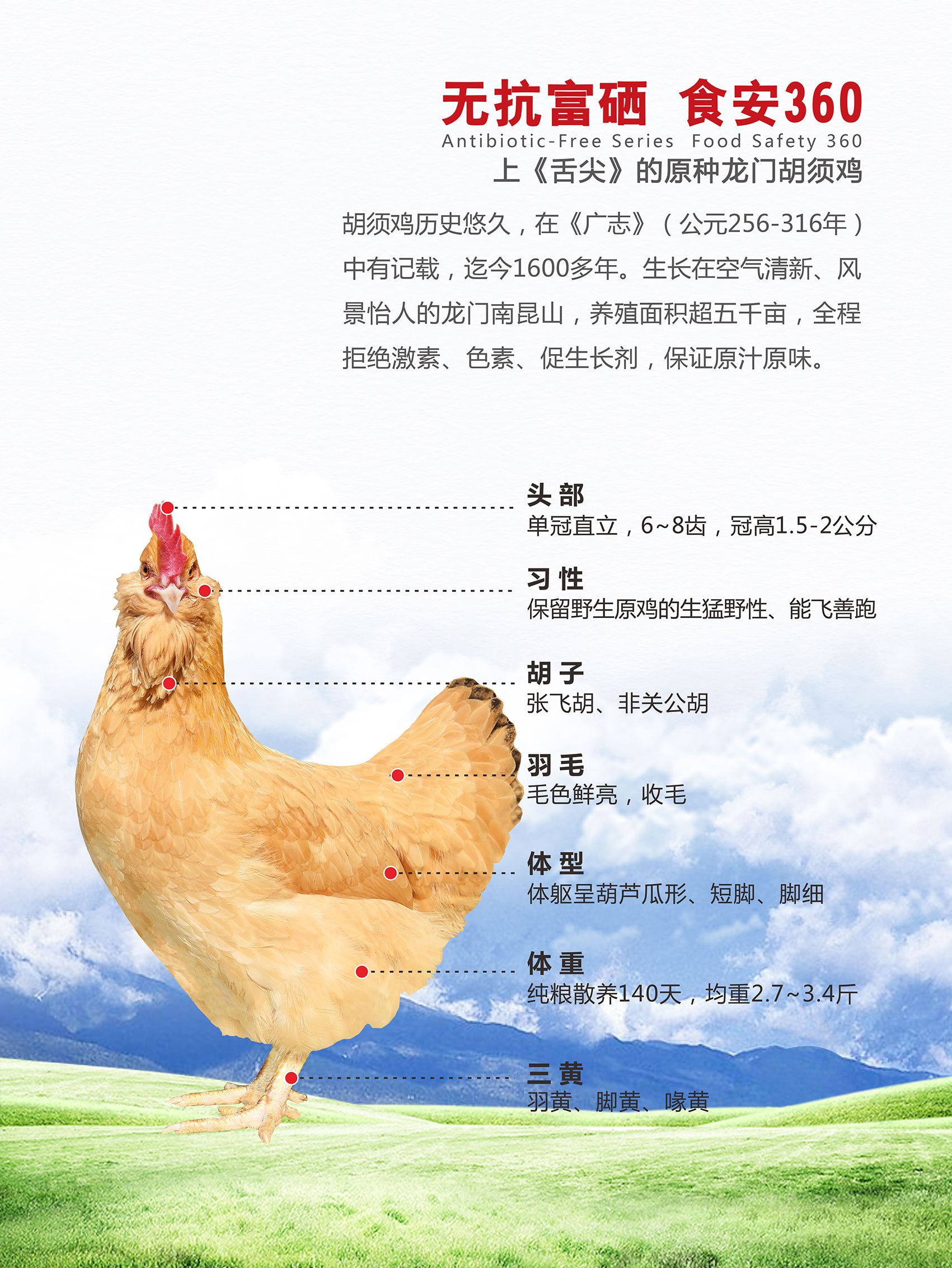 鸡的品种介绍及图片图片