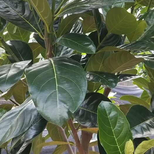 儋州市红肉菠萝蜜苗  秦国8号菠萝蜜苗