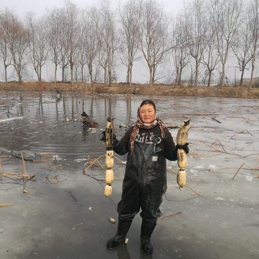 潍坊雪莲藕 产自水源地～潍城区福源湖的白莲藕，无污染无农药。