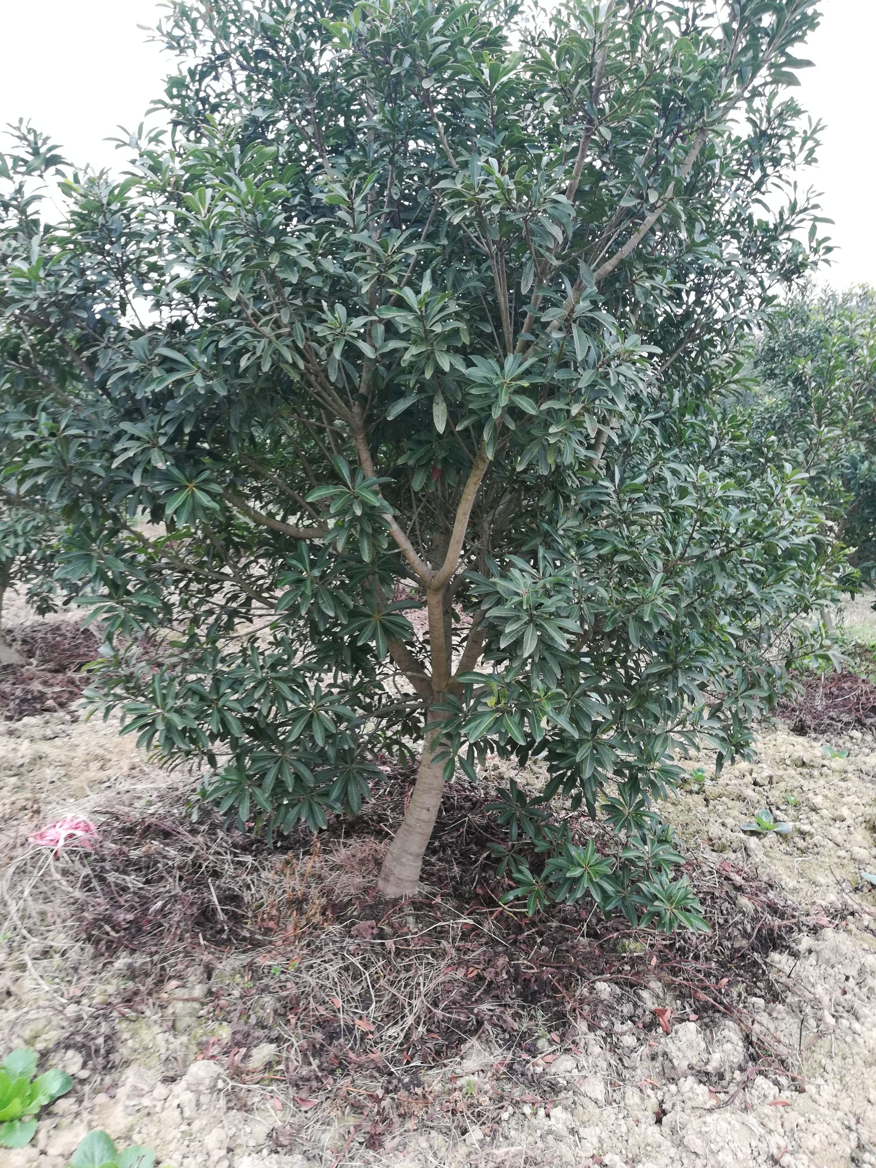 大黑炭杨梅树苗 