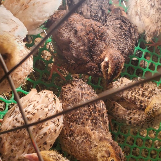 儋州市鹌鹑苗 肉鹌鹑，沙维鹌鹑小苗   脱温苗  青年鸟   老鸟