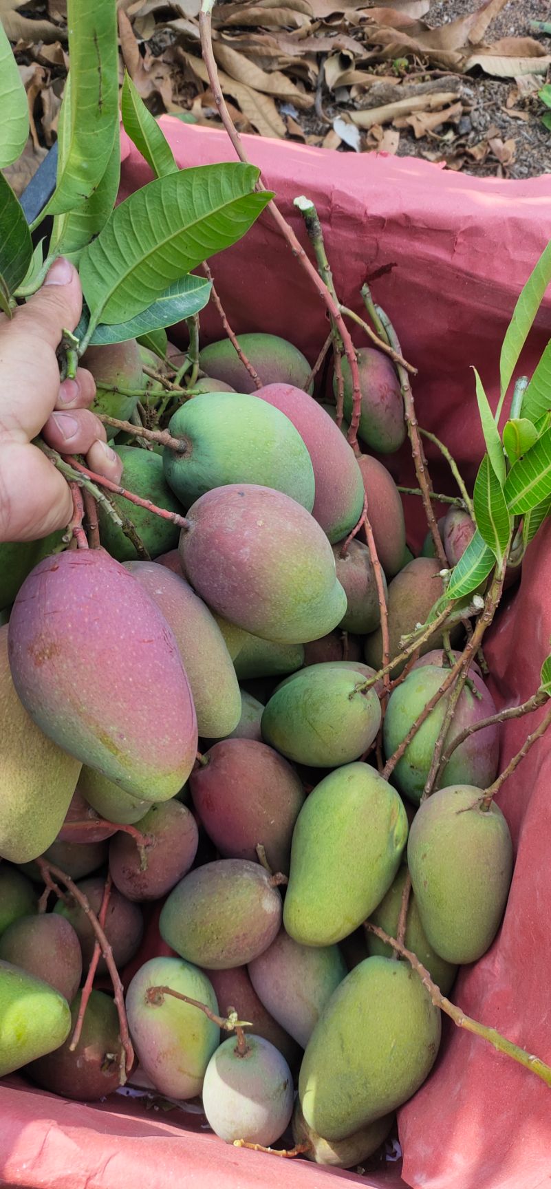 海南三亚贵妃芒，芒果中的皇后娘娘