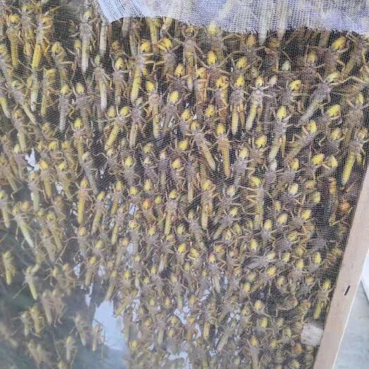 禄劝县蚂蚱（东亚飞蝗）