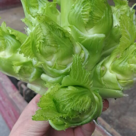 兴义市 大量儿菜出售，品质一般，有抽苔，颜色正无红头，无空心
