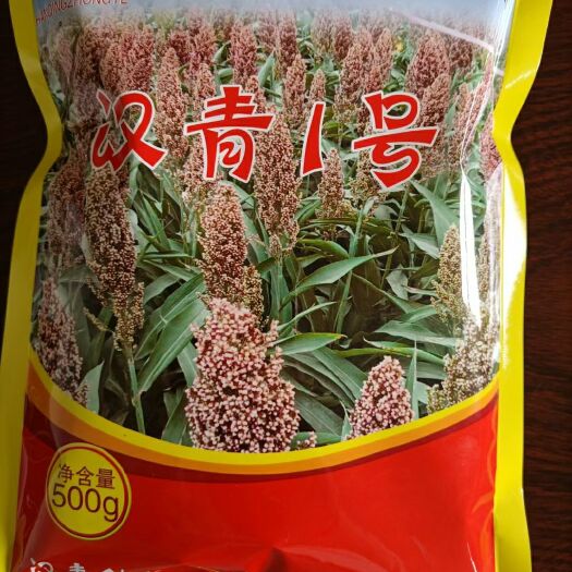 青县高粱种子  汉青一号，株高1.2米，亩产1300斤