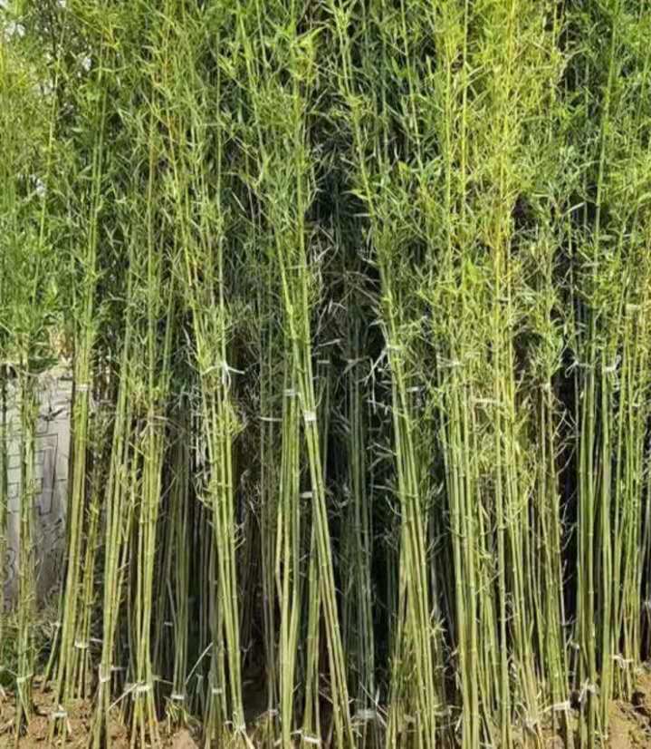 四季青竹苗 金镶玉竹苗 紫竹品种齐全 毛竹适合南北方种植