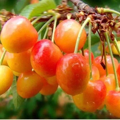 泰安早大果樱桃  泰山大樱桃，品种有红灯美早布鲁克斯黄密…