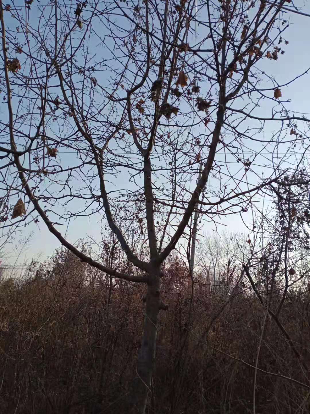  贴梗海棠，价格优惠供应。