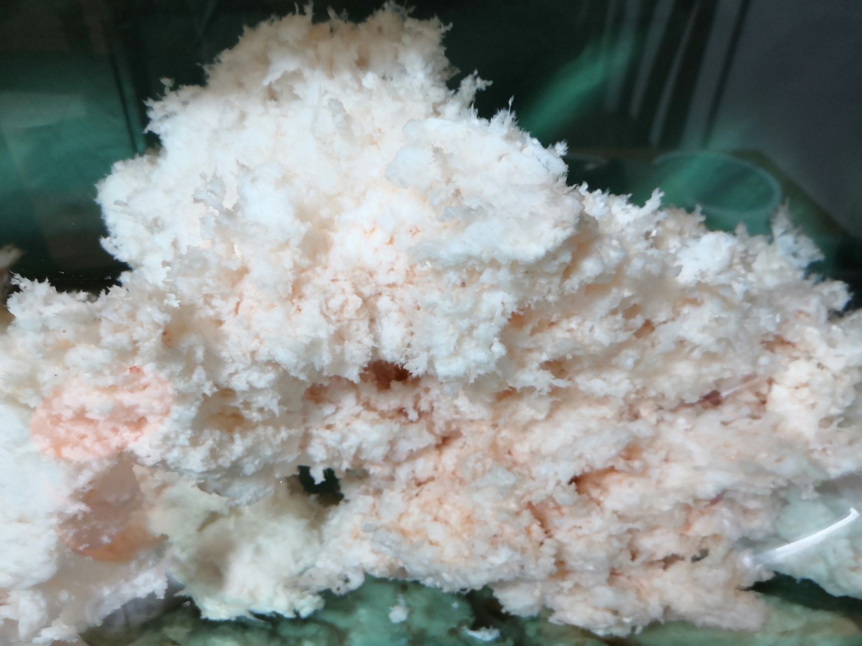 太岁肉灵芝，天然石太岁肉灵芝，长白山溶洞石太岁粉白色，活太岁