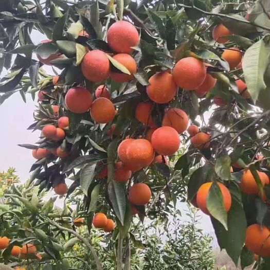 重庆市塔罗科血橙  自家种植血脐