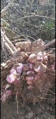 运城洋姜 