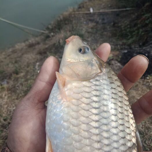   清水鱼，口感新鲜，没有任何鲜味。农村山泉水养殖，