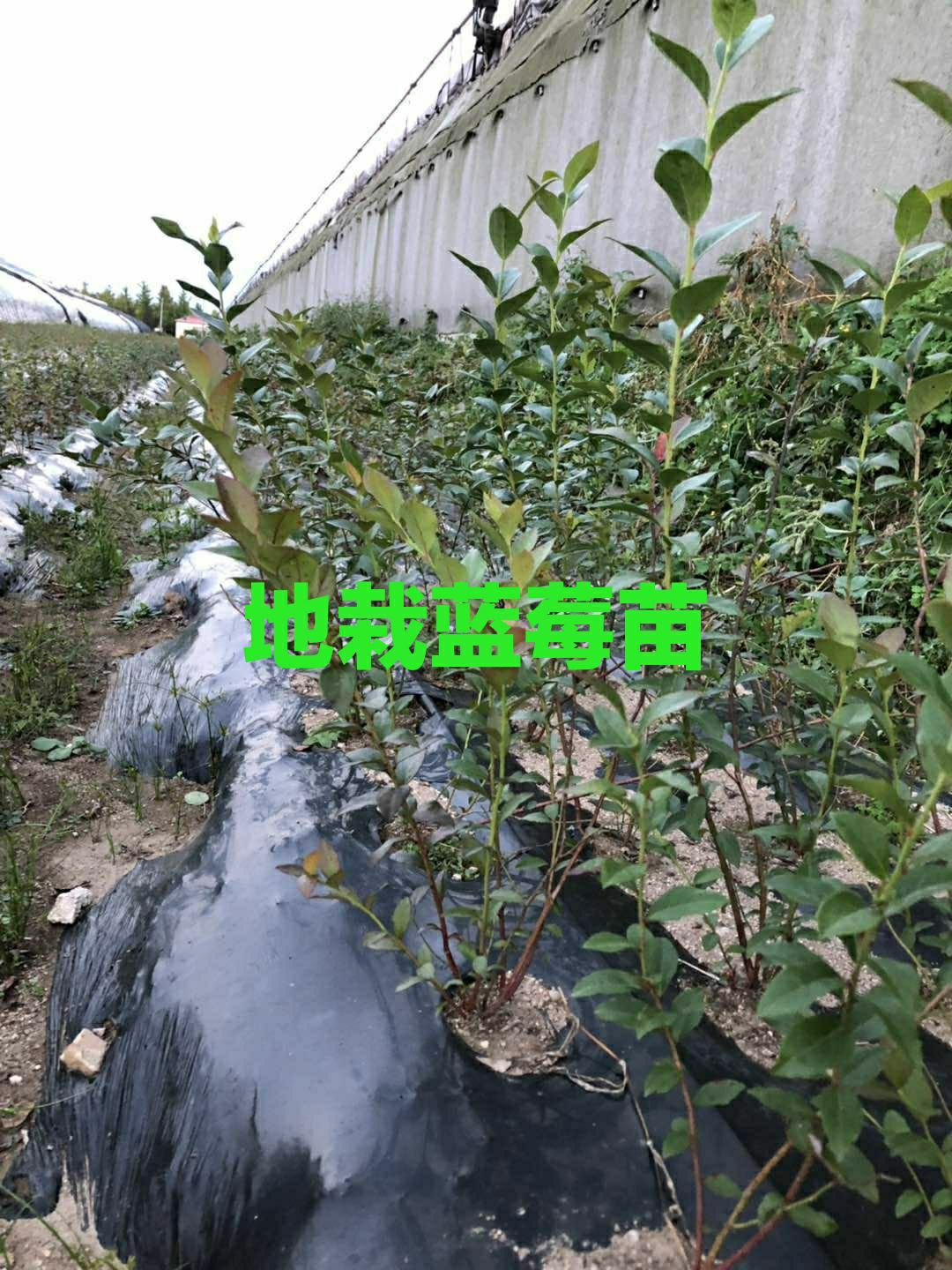 莱克西蓝莓苗  地栽蓝莓苗。营养钵蓝莓苗