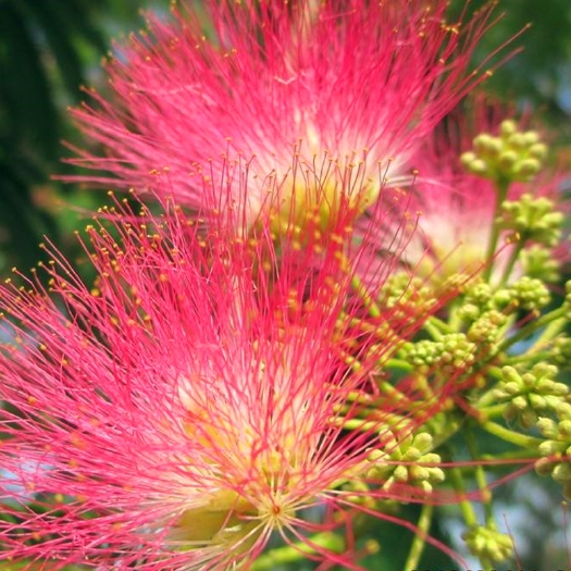 沭阳县红合欢  合欢树苗合欢苗绒花树苗芙蓉花树苗庭院盆栽合欢树苗绿化工程花苗
