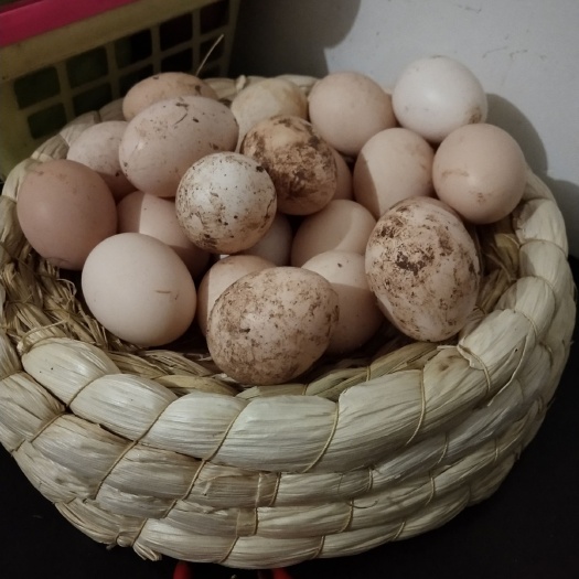 泸州乌鸡蛋  乌骨鸡蛋