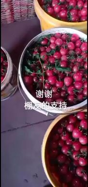 济南贝贝圣女果  口感好，个头匀，现货销售