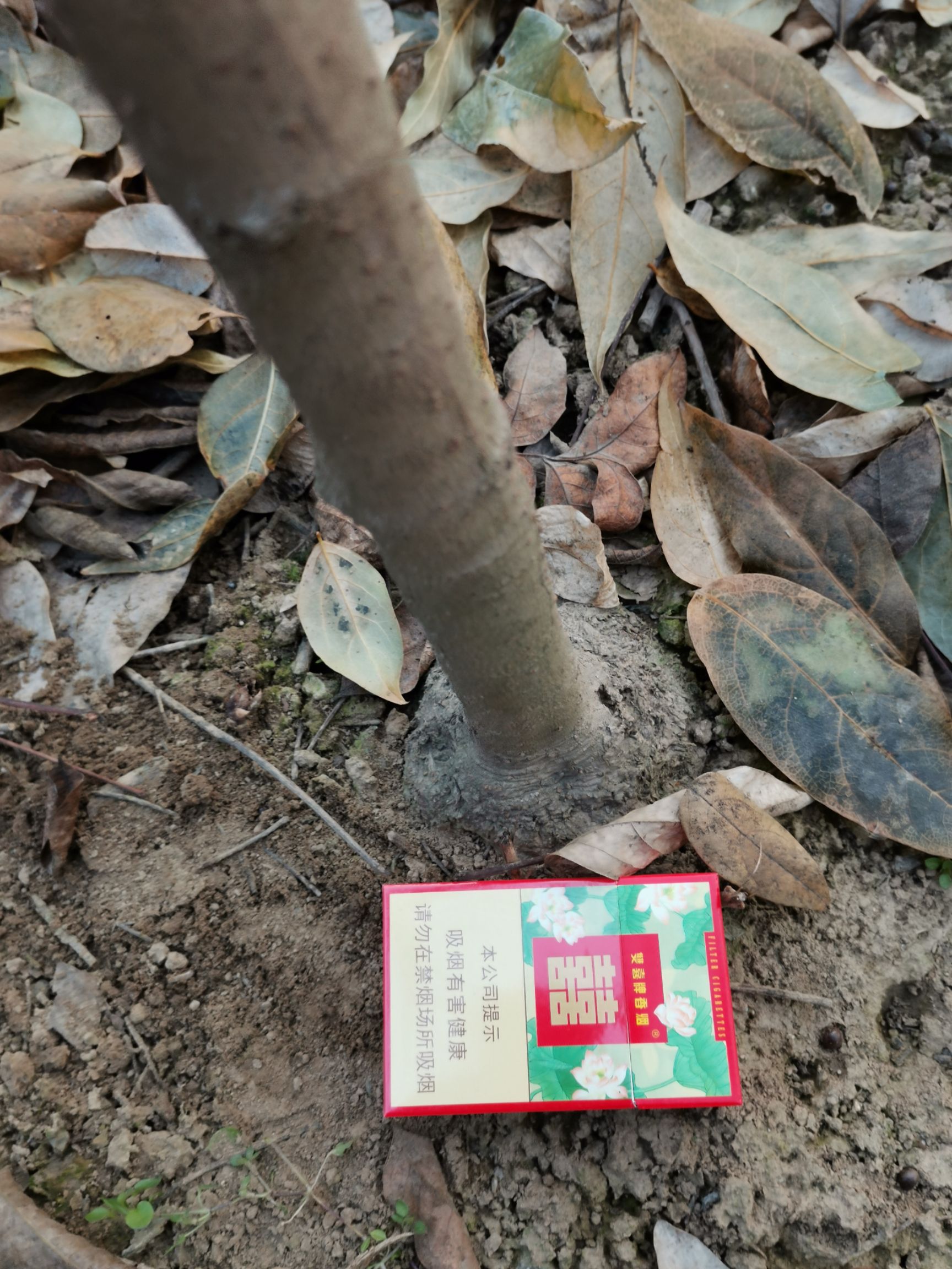 素心腊梅 鄢陵高杆腊梅，物品齐全，欢迎咨询。