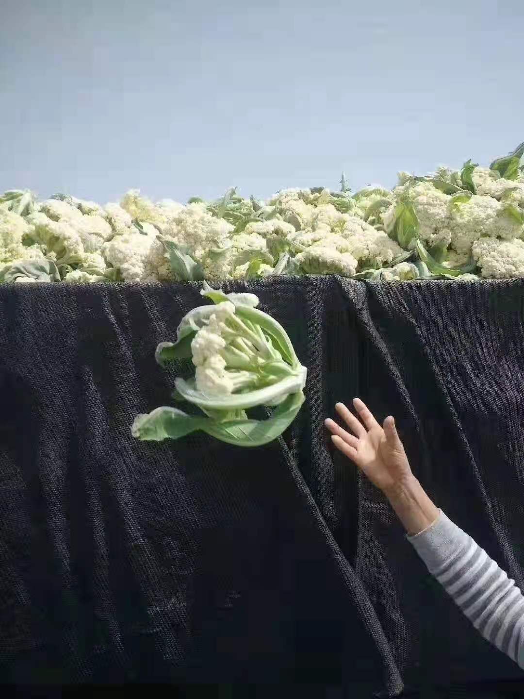 宝塔菜花-基地直供-货源充足-保证质量
