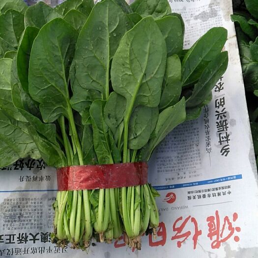 寿光市大叶菠菜 叶片大叶肥厚黑绿