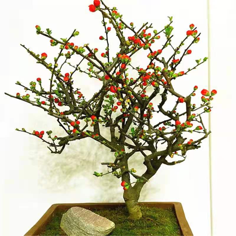 日本海棠，长寿冠海棠地栽苗盆景苗庭院大苗