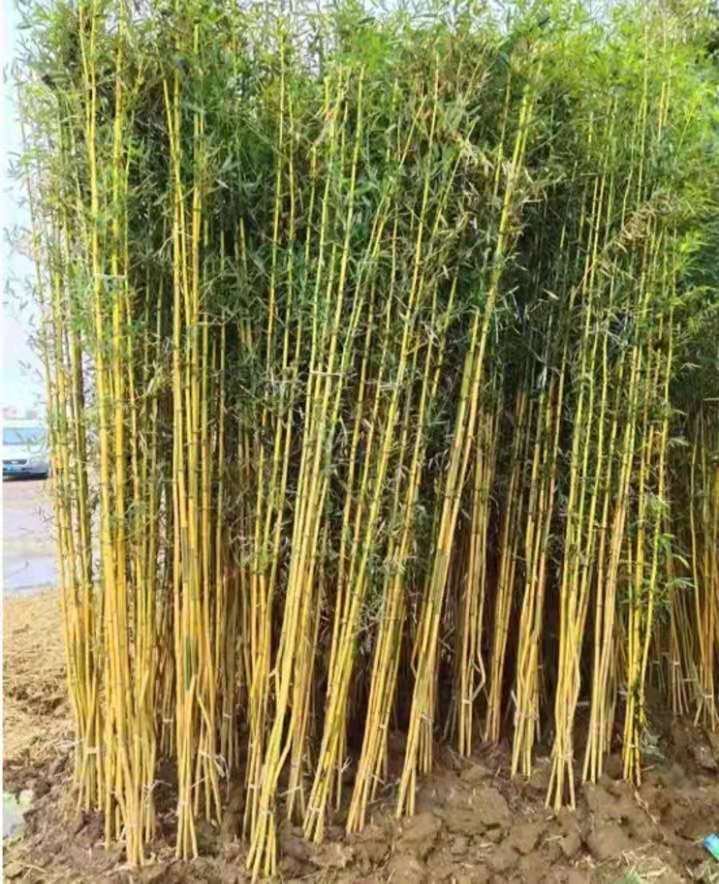 四季青竹苗 金镶玉竹苗 紫竹品种齐全 毛竹适合南北方种植