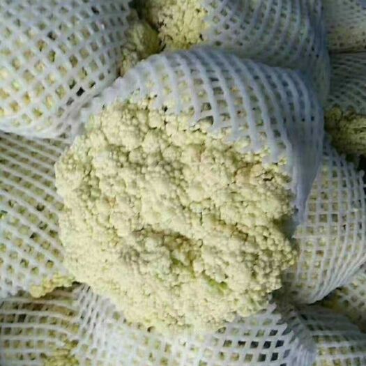 郯城县宝塔菜花-基地直供-货源充足-保证质量