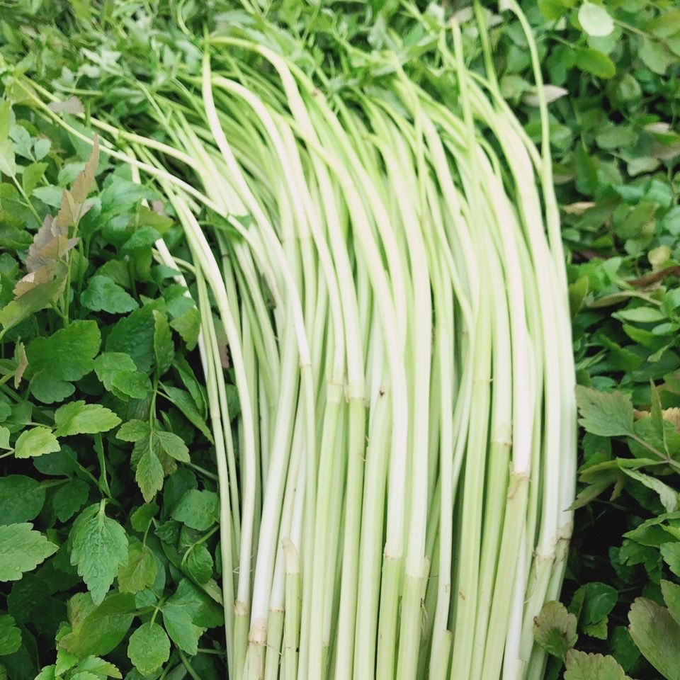 水芹  菜    产地直销  10年种植经验