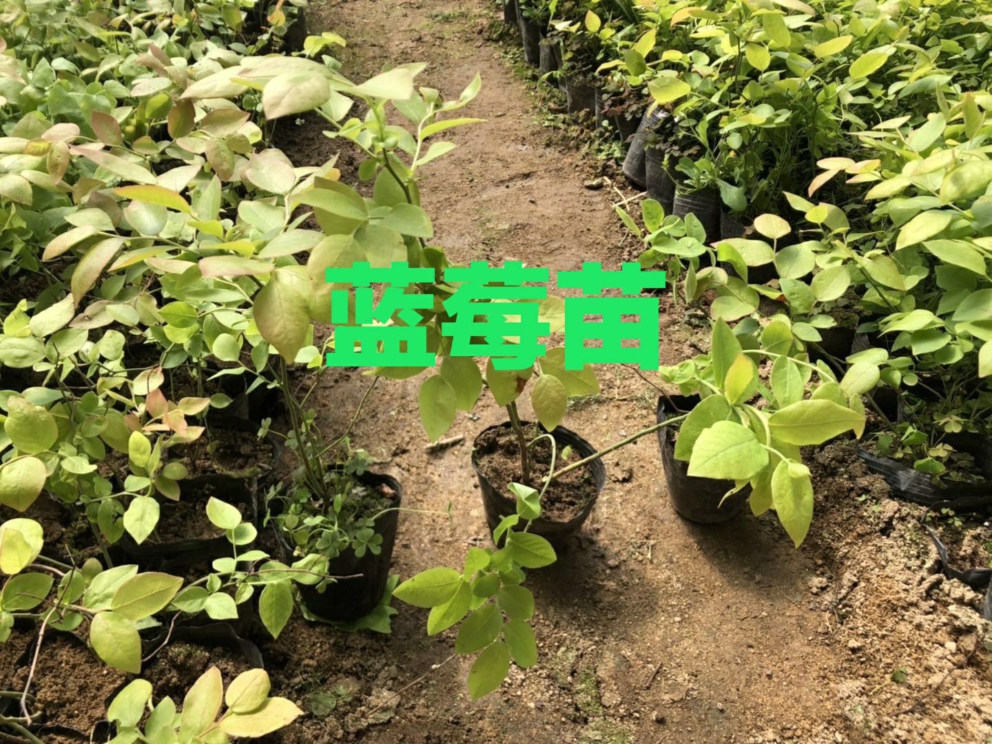 莱克西蓝莓苗  地栽蓝莓苗。营养钵蓝莓苗