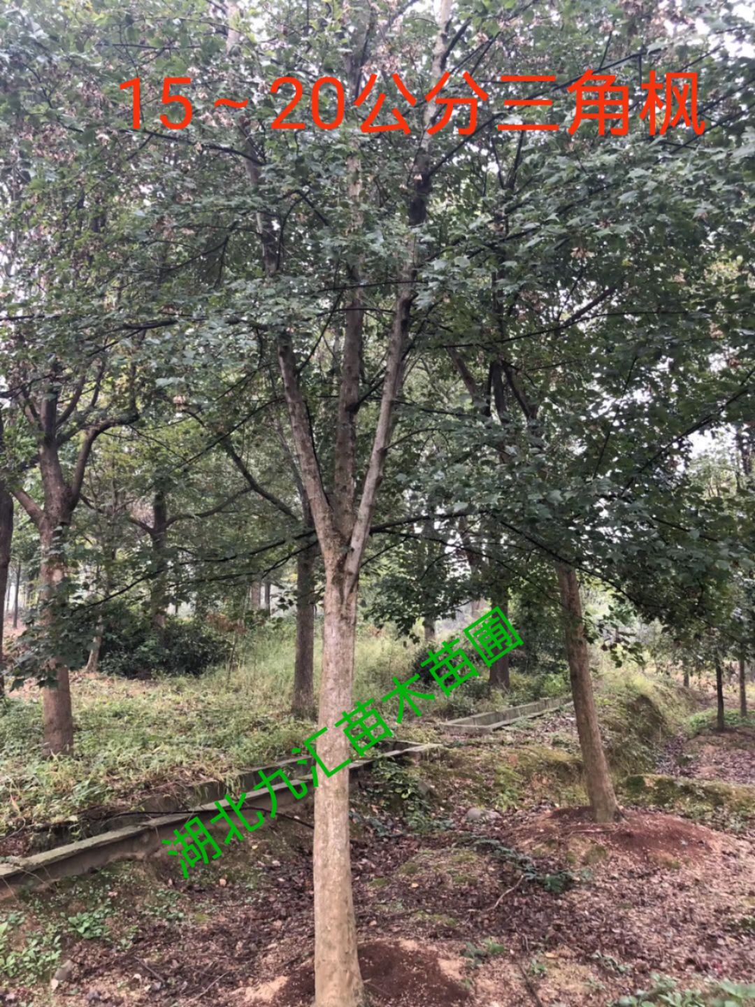 三角枫元宝枫五角枫美国红枫