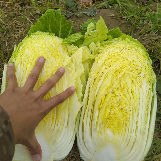 天门市黄心大白菜大量供应中欢迎合作