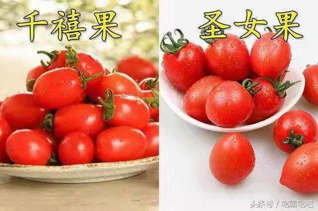 莘县千禧圣女果  味清甜，无核，口感好，营养价值高且风味独特