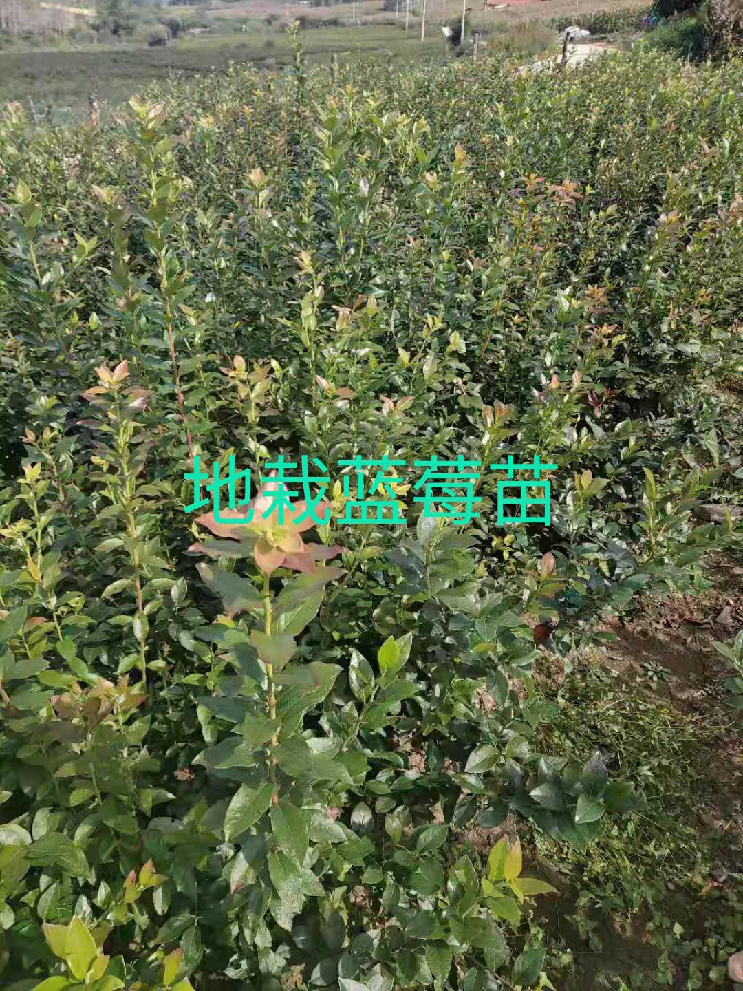 莱克西蓝莓苗  地栽蓝莓苗。营养钵蓝莓苗