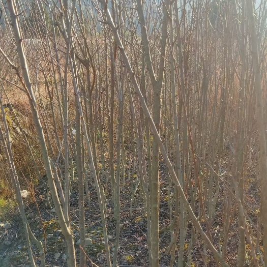 温州新川中岛桃苗  因土地流转处理优质桃苗需要种植的客户赶快联系我数量有限，