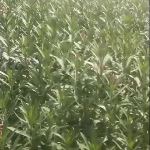 长沙夹竹桃  湖南长沙红花荚竹桃苗木高度60－200cm优价供应