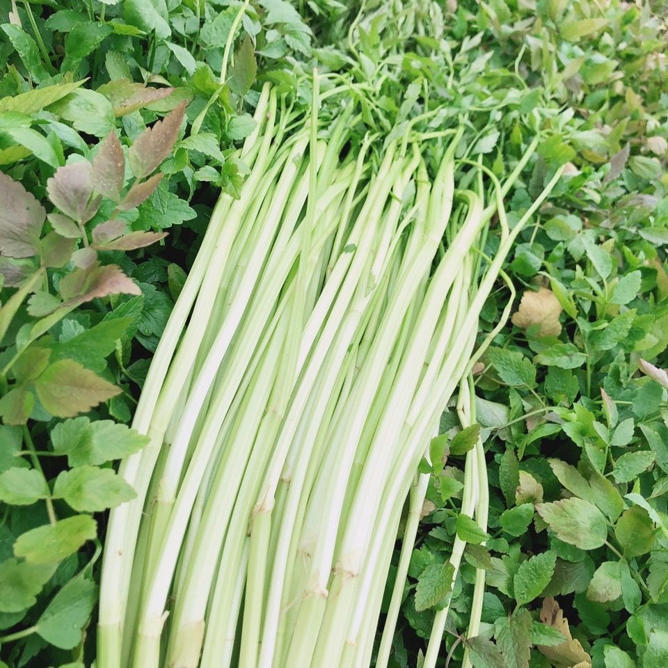 水芹  菜    产地直销  10年种植经验