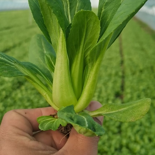 曹县上海青 有机新鲜油菜