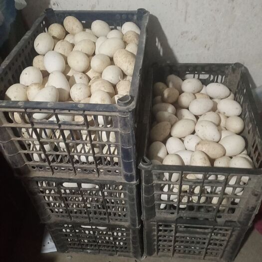 宁城县土鹅蛋 食用 箱装 