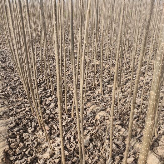 尉氏县107速生杨 