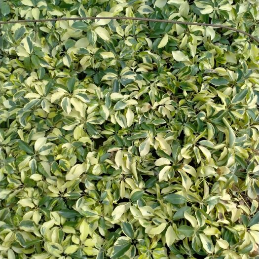 南安市 花叶鸭脚木，好养易活