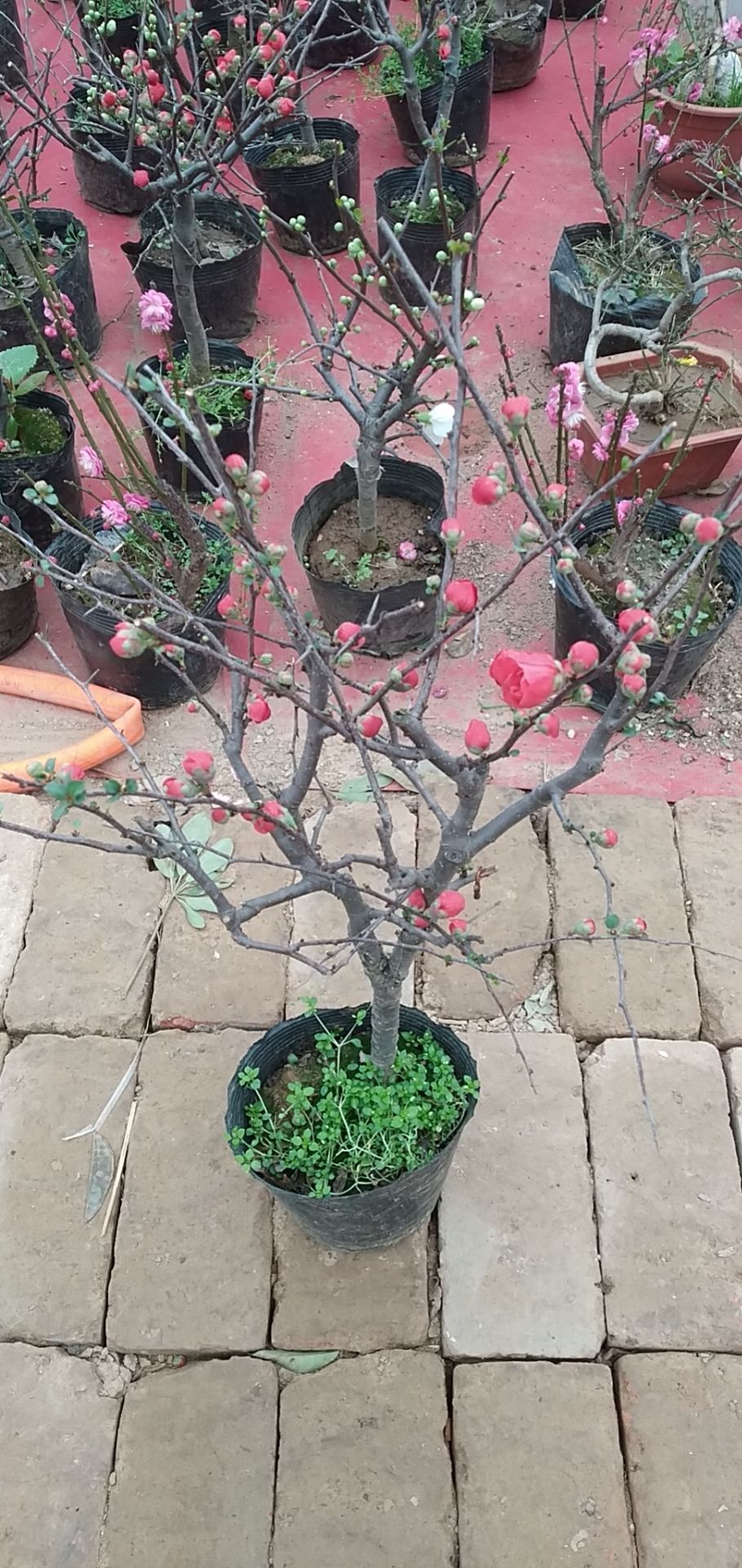  贴梗海棠，价格优惠供应。