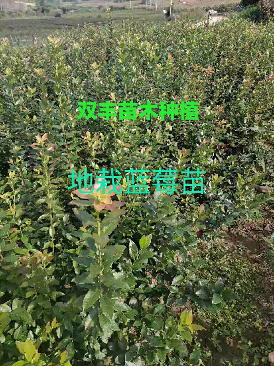 莱克西蓝莓苗  地栽蓝莓苗。营养钵蓝莓苗
