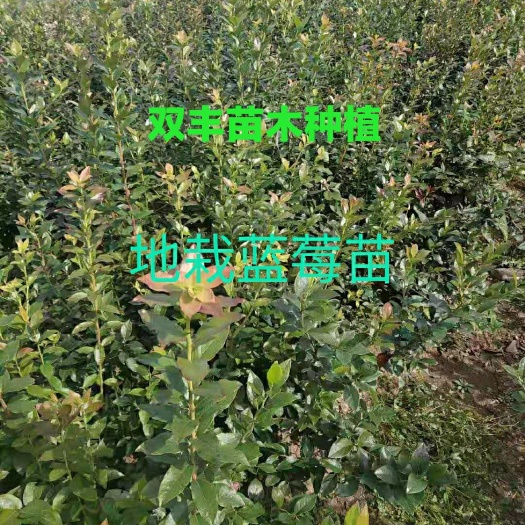 白山莱克西蓝莓苗  地栽蓝莓苗。营养钵蓝莓苗