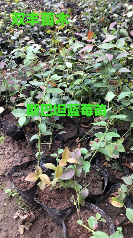 莱克西蓝莓苗  地栽蓝莓苗。营养钵蓝莓苗