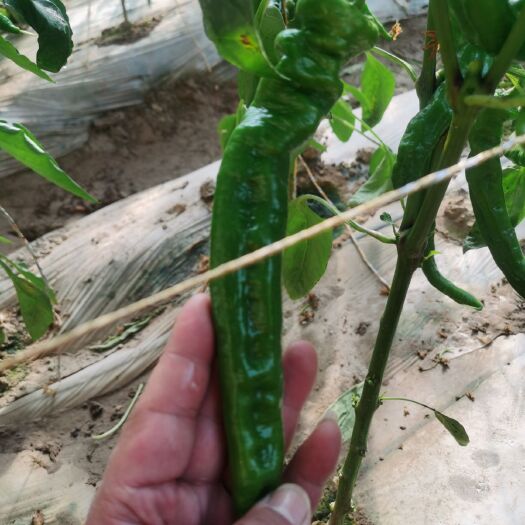 张掖螺丝椒 新上市的辣椒     物美价廉     基地直供