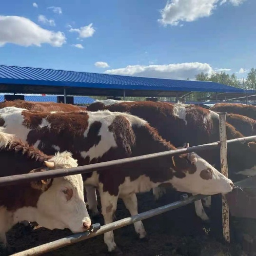 肉牛基地现售大小利木赞肉牛西门塔尔牛