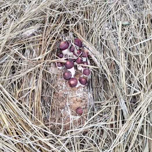 宁远县 赤松茸菌