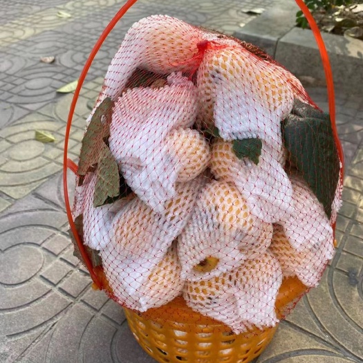 云霄县米易枇杷  自家山地种的枇杷。中国枇杷之乡。云霄枇杷