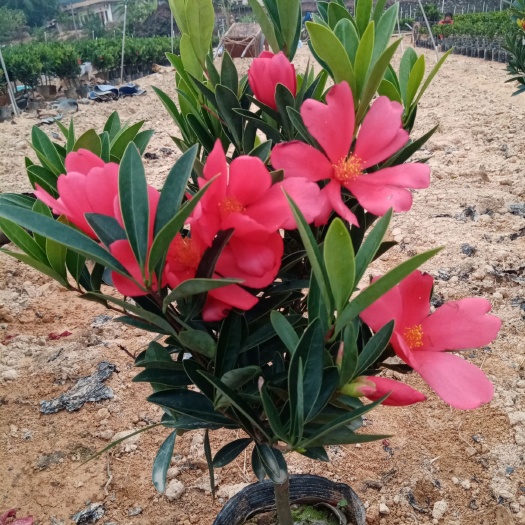 高州市茶花树  四季山茶花