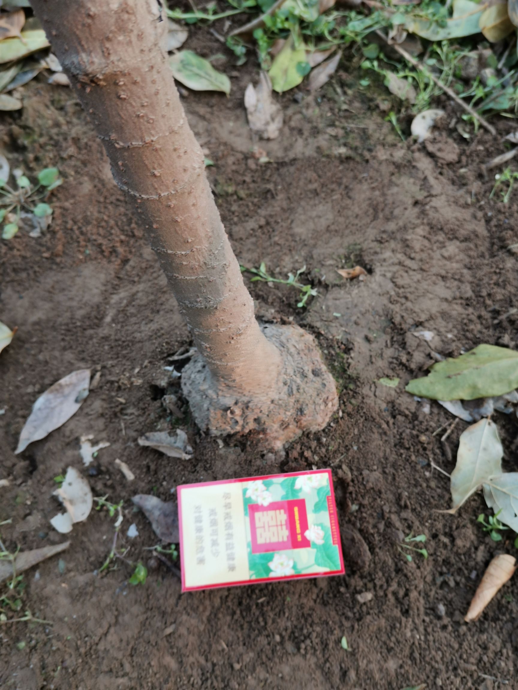 素心腊梅 鄢陵高杆腊梅，物品齐全，欢迎咨询。
